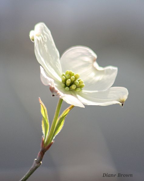 Pacific Dogwood, Dogwood Blooms, State Flowers, Embroidery Clothing, Dogwood Flower, Spring Things, Botanical Plants, Nature Tattoo, Dogwood Blossoms