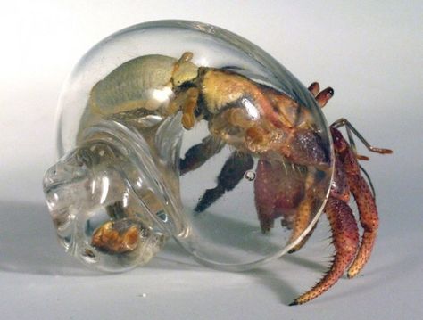 Hermit Crab Shells, Crab Shells, Aquarium Terrarium, Turtle Tank, Hermit Crab, Tie Scarf, Crustaceans, Scarf Design, 귀여운 동물