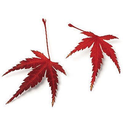 194 best Tattoos/BodyArt images on Pinterest | Japanese maple, Maple leaves  and Tattoo ideas Maple Tattoo, Japanese Leaves, Salmon Tattoo, Fall Leaves Tattoo, Japanese Maple Leaf, Tattoo Japan, Tattoos Color, Sacred Tree, Acer Palmatum