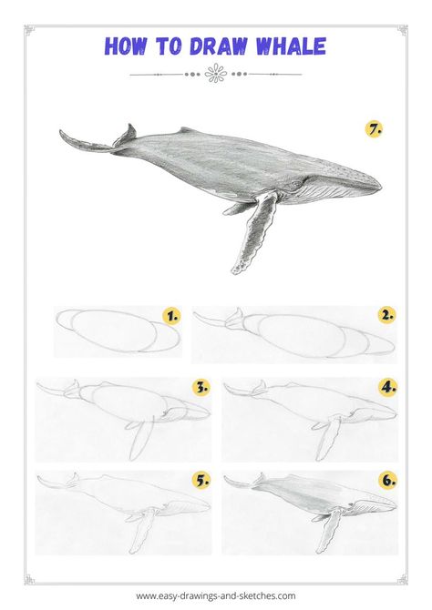 Learn how to draw a whale in few simple steps Whale Tutorial Drawing, How To Draw Humpback Whale, How To Draw Whales Step By Step, How To Paint A Whale Step By Step, Whale Sketch Simple, How To Draw Whale, Whale Drawing Step By Step, Whale Drawing Pencil, How To Draw A Whale