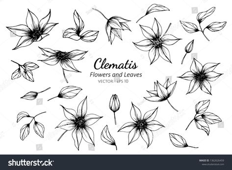 Collection set of clematis flower and leaves drawing illustration. for pattern, logo, template, banner, posters, invitation and greeting card design.\r\r #Ad , #AD, #drawing#leaves#pattern#illustration Flower And Leaves Drawing, Leaves Drawing, Clematis Flower, Logo Design Collection, Flower And Leaves, Modern Business Cards Design, Animation Character, Owls Drawing, Shop Logo Design