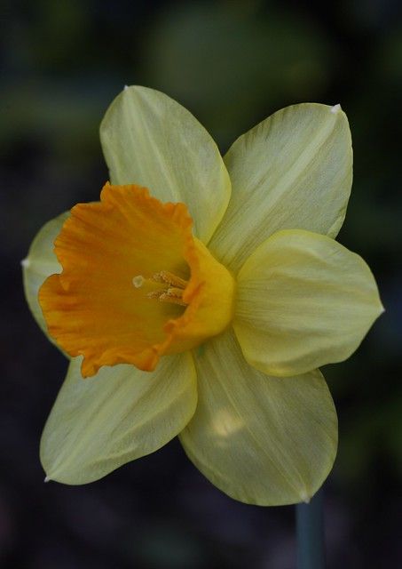 Welsh Daffodils, Orange Daffodils, Aesthetic Flower Design, Daffodil Photography, Daffodil Color, Narcissus Flower, Daffodil Bulbs, Blossom Garden, Aesthetic Garden