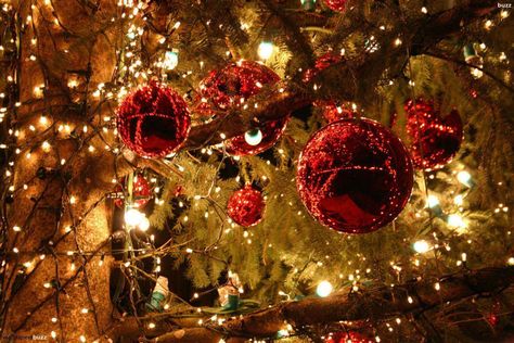 Christmas Wallpaper Hd, Christmas Lights Background, Christmas Lights Wallpaper, Christmas Desktop Wallpaper, Lights Wallpaper, Christmas Ecards, Christmas Tree Wallpaper, Christmas Desktop, Tout Rose