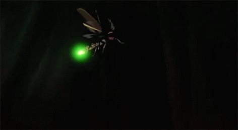 Firefly Insect GIF - Firefly Insect - Discover & Share GIFs Firefly Gif, Firefly Insect, Fly Gif, Lighting Bugs, Grave Of The Fireflies, Bugs Life, Animation Tutorial, Cute Hamsters, Gif Animation