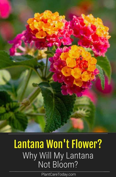 7 Reasons Why Your Lantana Is Not Blooming? Saving Lantana Seeds, Lantana Companion Plants, Lantana Landscaping, Lantana Flowers In Pots, Lantana Bush, Fall Gardening Ideas, Dyi Garden, Purple Lantana, Florida Plants Landscaping