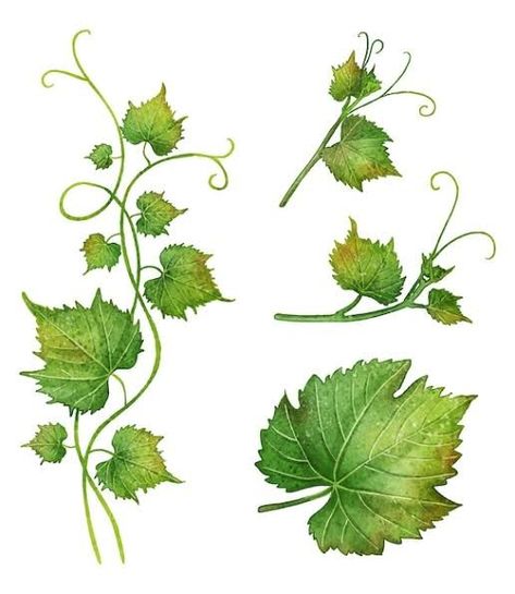 Watercolor Grape Vines, Grape Vine Illustration, Grape Leaves Illustration, Vintage Grape Illustration, Wine Leaves, Grape Leaf, Vine Leaves, Painted Leaves, Book Art Drawings