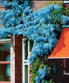 Wisteria Trees, Wisteria Bonsai, Wisteria Blue, Blue Wisteria, Chinese Wisteria, Wisteria Plant, Wisteria Lane, Wisteria Tree, Hardy Perennials