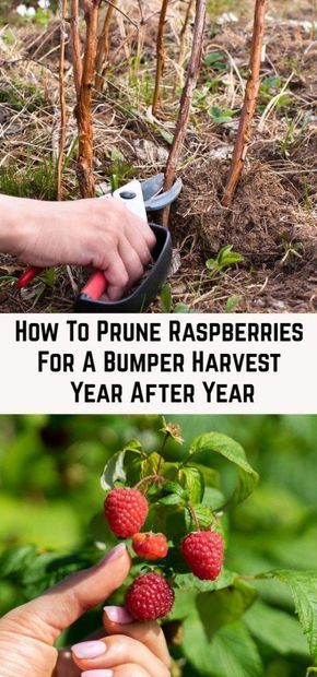 Garden Raspberries, Pruning Raspberries, Growing Raspberries, Raspberry Plants, Veg Garden, Home Vegetable Garden, Garden Yard Ideas, Vegetable Garden Design, Food Garden