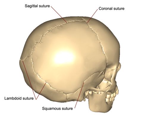 Bones Of The Skull, Sphenoid Bone, Axial Skeleton, Joints Anatomy, Anatomy Education, Skull Human, Literature Study Guides, Radiology Technician, Speech And Hearing