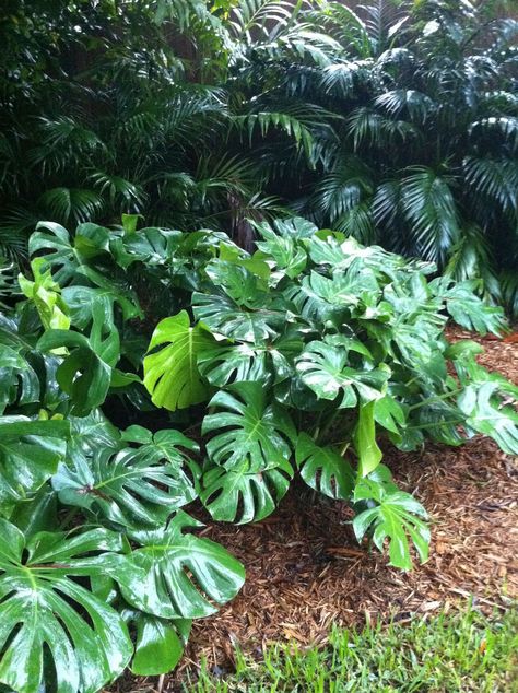 Monstera Outdoors, Large Leaf Plants, Front Yard Design Ideas, Big Leaf Plants, Garden Home Ideas, Yard Design Ideas, Yard Landscape Ideas, Tropical Backyard Landscaping, Garden Front Yard