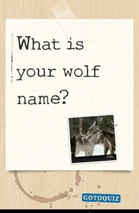 "What is your wolf name?" My result: Your name is Silver! What Is Your Werewolf Name, What Is Your Japanese Name, Wolf Body Language, Arctic Wolf Therian, Tips For Wolf Therian, Wolf Language, Therian Name Ideas, Wolf Names Ideas, Names Meaning Wolf