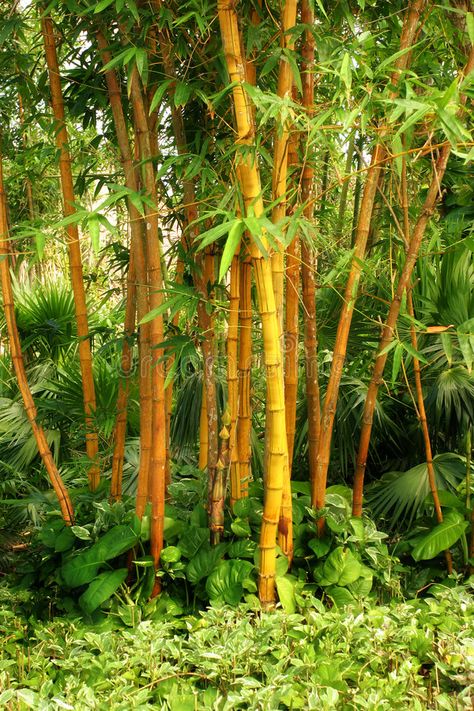 Golden Goddess Bamboo, Rain Jungle, Forest Rain, Book Of Secrets, Nursery Plants, Landscape Plants, Cozumel Mexico, Golden Goddess, Garden Veggies