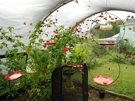 Walk among the butterflies at this magical butterfly house in Pennsylvania. Butterfly Hatching, Poconos Pennsylvania, Raising Monarch Butterflies, Butterfly Sanctuary, Raising Butterflies, Butterfly Farm, Magical Butterfly, Summer Moodboard, Butterfly Habitat