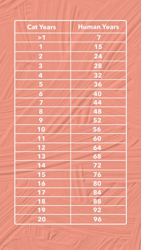 Cat Years To Human Years: How To Calculate Your Cat’s Age - DodoWell - The Dodo Cat Age, Age Calculator, Cat Tree House, Cat Years, Cat Ages, American Animals, Older Cats, Senior Cat, Cat S