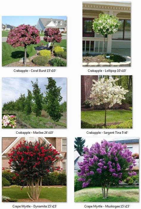 tree planting landscape Smaller Trees For Landscaping, Small Trees For Landscaping Front Yards, Trees For Landscaping Close To House, Mini Trees Landscaping, Accent Trees Landscaping Front Yards, Front Yard Landscaping With Trees, Spiral Trees Front Yard, Decorative Trees For Landscaping, Trees To Plant Along Fence