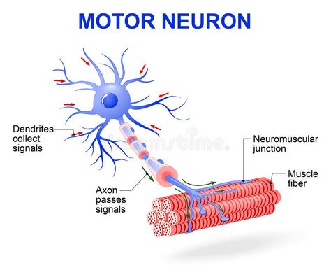 Neuron Diagram, Types Of Neurons, Nervous System Anatomy, Glial Cells, Scanning Electron Micrograph, Motor Neuron, Basic Anatomy And Physiology, Technology Life, Nursing School Notes