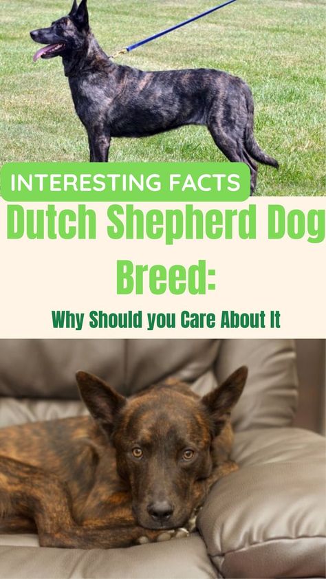 Dutch Shepherd Dog Breed: Why Should you Care About It Dutch German Shepherd, Australian German Shepherd, Dutch Shepherd Puppy, Dutch Shepherd Dog, Funny Talking Dog Videos, Dog Cat Pictures, Dutch Shepherd, Belgian Malinois Dog, Shepherd Dog Breeds