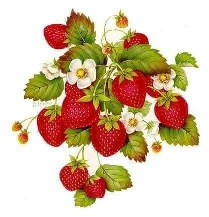 Strawberry Pictures, Strawberry Clipart, Strawberry Drawing, Strawberry Tattoo, Fruit Labels, Strawberry Kitchen, Strawberry Art, 강아지 그림, Strawberry Plants