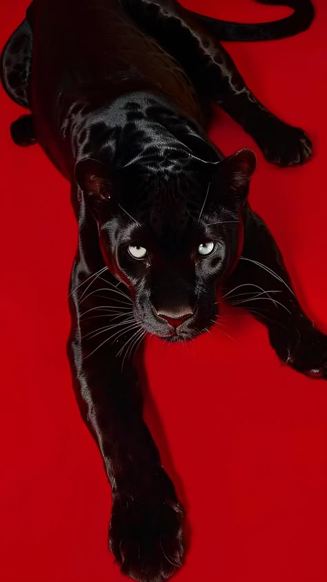 Black Panther Cat Art, Leopard And Red Aesthetic, Black Panther Animal Aesthetic, Red Animal Aesthetic, Black Animal Aesthetic, Black Red Wallpaper Aesthetic, Black Panther Wallpaper Aesthetic, Black Jaguar Aesthetic, Black Panther Photography