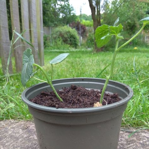 i had kept my seedlings in a seed tray and they kept falling over. to fix this, i planted them in an 8cm pot and withing a couple days they grew very strong and much bigger Grow Okra, Okra Plant, Plant Growing, Okra, Edible Garden, How To Grow, A Couple, To Grow, Seeds