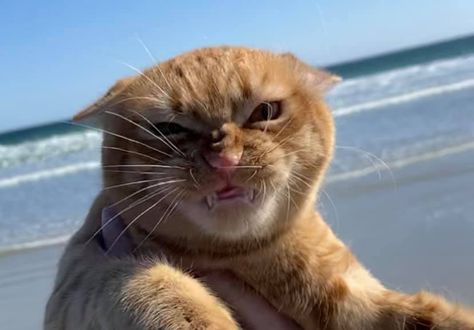 Cat Goes To Beach For The First Time And Has Very Strong Opinions About It Cat On Beach, Strong Cat, Beach Cat, Cute Cat Memes, Lots Of Cats, Angry Cat, Kitten Pictures, Incredible Creatures, Cute Horses