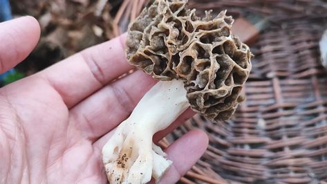 How to Cook & Clean Morel Mushrooms? 1 Can You Freeze Mushrooms, Moral Mushrooms, Morel Mushroom Recipes, Wild Mushroom Recipes, Cauliflower Mushroom, Dried Porcini Mushrooms, Morel Mushrooms, Mushroom Dish, Foraged Food