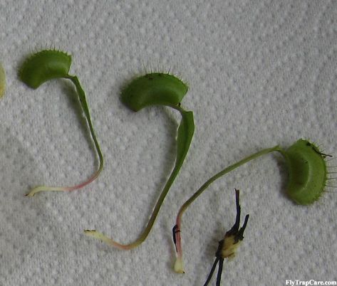 Venus flytrap Propagation - FlytrapCare.com Carnivorous Terrarium, Carnivore Plants, Venus Fly Trap Terrarium, Venus Fly Trap Care, Carnivorous Plants Terrarium, Bog Plants, Savage Garden, Bog Garden, Venus Flytrap