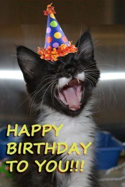 Dog Birthday Wishes, Cat Birthday Wishes, Happy Birthday Funny Cats, Birthday Wishing, Funny Happy Birthday Images, Happy Birthday Cat, Happy Birthday Greetings Friends, Cute Happy Birthday, Happy Birthday Wishes Images