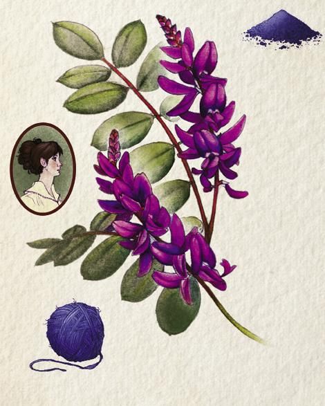 Indigo | Charleston Magazine Indigo Tattoo, Indigofera Tinctoria, Living Sustainably, Indigo Plant, Cash Crop, First Then, Gardening 101, Plant Drawing, Indigo Dye