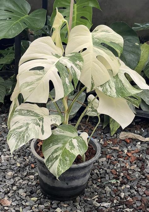 PRICES MAY VARY. Rare Affordable Luxury- Add the exotic Monstera Albo to your plant collection. Albos makes a statement with its breath taking beauty and presence. 5 Leaf plant fully rooted. Highly Variegated Full Plant- We only propagate from our mature Mother plants. This will ensure bigger leaves with fenestrations faster. Our Albos push out 1 leaf per month. You can expect your plant to look similar to one of the first 5 photos. Easy Care- The plant is washed with vitamins before shipping. T Pink Monstera Plant, Albino Monstera Plant, Variegated House Plants, Plant Sleeve, Dorm Cleaning, Money Plants, Harvest Dining Table, Variegated Monstera, Monstera Albo