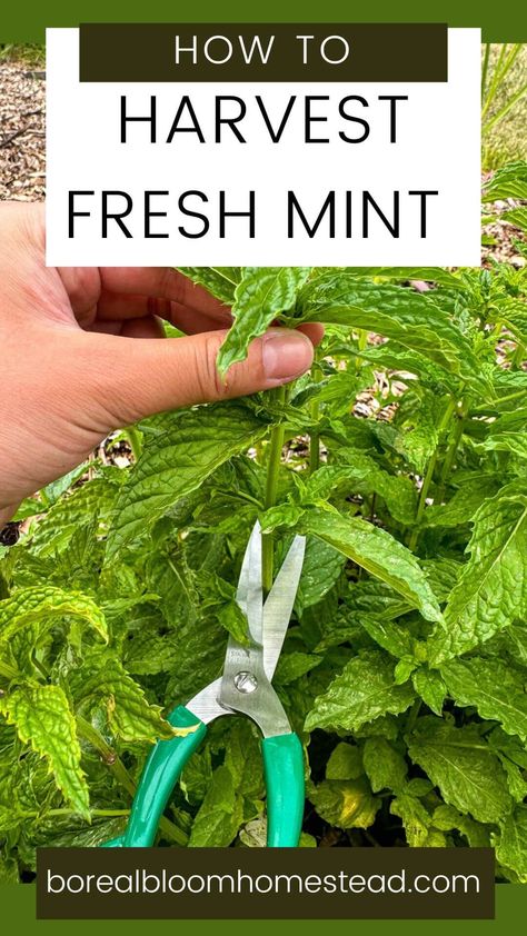 Learn how to successfully cultivate and harvest your own mint from your garden! This article will cover the best times to harvest, how to prune for optimal growth, different growing techniques, and how to store your freshly picked leaves. With a bit of care, you can enjoy freshly harvested mint all season long! Get started now and unlock the full potential of this fragrant herb. Harvest Mint, Propagate Mint, Drying Fresh Herbs, Drying Mint Leaves, Mint Garden, Container Herb Garden, Growing Mint, Preserving Herbs, Windowsill Garden