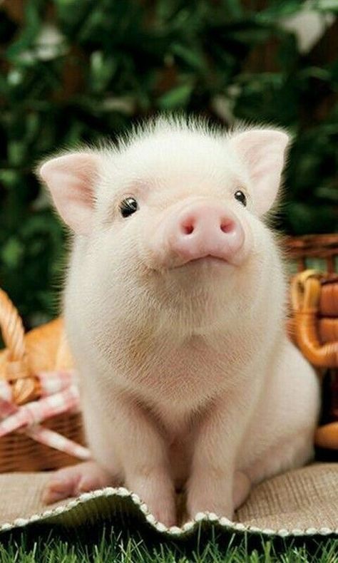 Cute Piglets, Baby Animals Pictures, Baby Pigs, Baby Animals Funny, Cute Pigs, Fluffy Animals, Cute Animal Photos, Cute Animal Pictures