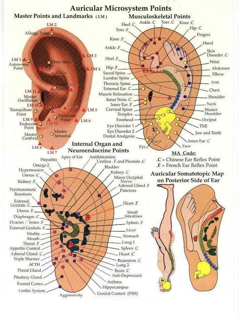 Ear Acupressure Points, Auricular Acupuncture, Ear Acupressure, Magnetic Earring, Ear Reflexology, Nurse Notes, Ear Seeds, Ear Acupuncture, Shiatsu Massage Acupressure