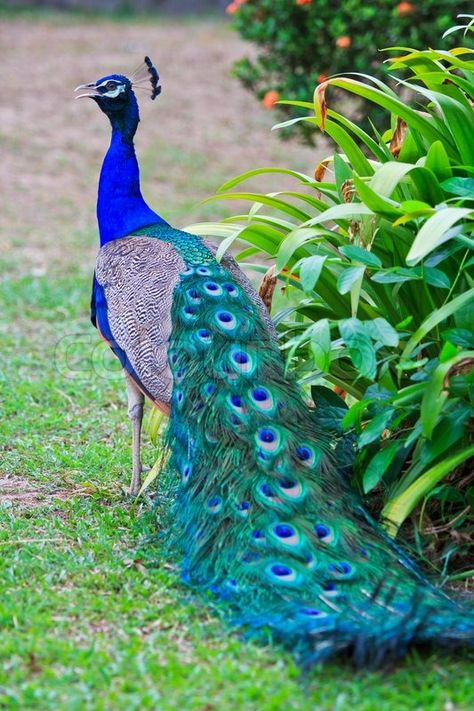 The famous peacock feathers, the gait of this bird, everything is unusual. Description from colourbox.com. I searched for this on bing.com/images Male Peacock, Konst Designs, Bird Painting Acrylic, Peacock Images, Peacock Photos, Peacock Pictures, Most Beautiful Birds, Peacock Bird, Bird Painting