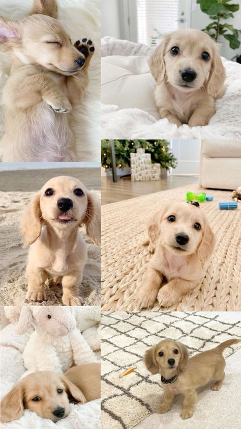 English Cream Dachshund, Most Cutest Dog, Cream Dachshund, English Cream, Dachshund Puppy Miniature, Dapple Dachshund, Cute Puppy Pictures, Very Cute Dogs, Cute Little Puppies