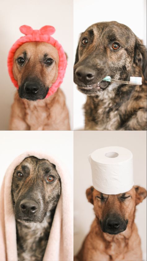 Dog In Towel Photo, Dog Bathroom Photoshoot, Bathroom Dog Pictures, Dog Bathroom Pictures Diy, Pet Bathroom Photos, Dog Bathroom Pictures, Dog Themed Bathroom, Dog Bathroom Decor, Pet Dog Pictures