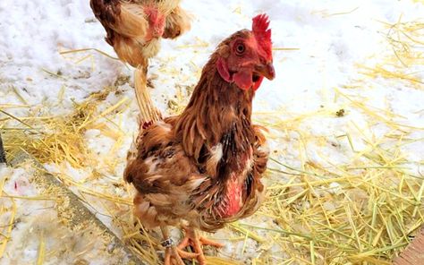 Woodstock Farm Sanctuary recently rescued 15 hens advertised as “soup chickens,” who about to be sold at a mere $3 each. Animal Rescue Stories, Farm Sanctuary, Being Loved, Stop Animal Cruelty, Backyard Chickens, Animal Stories, Chickens Backyard, Woodstock, Animal Rescue