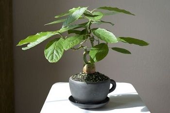 Avocado Bonsai, Bonsai Fruit Tree, Bonsai Diy, Avocado Plant, Grow Avocado, Indoor Tree, Avocado Seed, Plantas Bonsai, Avocado Tree