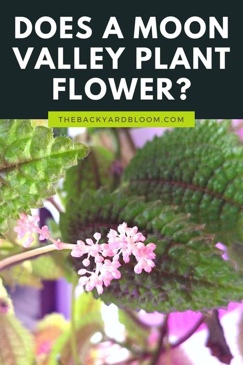 Does a Moon Valley Plant Flower? Friendship Plant, Flower Planting Guide, Flower Planting, Flower Types, Plants Indoor, House Plants Indoor, Plant Flower, Types Of Flowers, Indoor Plants