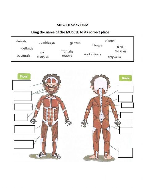 Muscular System Worksheet, Adding Mixed Fractions, Blank Gift Certificate, Mixed Fractions, Survey Template, Muscular System, Fractions Worksheets, Standard Paper Size, Movie Tickets