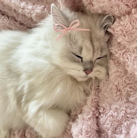 Söt Katt, Silly Cats Pictures, Cute Cats Photos, Cat Icon, Pretty Animals, Cat Aesthetic, Pink Cat, Silly Cats, Pretty Cats