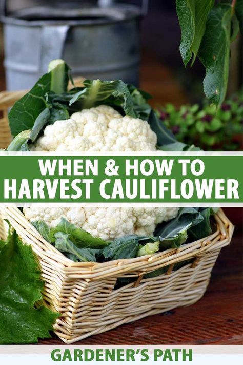 If you’re growing cauliflower in the garden, you might be confused about how and when to pick the delicious heads. How big should they be? How do you get them off the stalk? Discover when and how to harvest cauliflower, plus some bonus recipe ideas! Read more on Gardener’s Path. #cauliflower #harvest #gardenerspath How To Grow Cauliflower, Growing Cauliflower, Ihop Pancakes, Herbs Growing, Cauliflower Plant, Vegetable Benefits, Salads Recipes, Vegetable Garden Tips, Vegetable Garden Planning