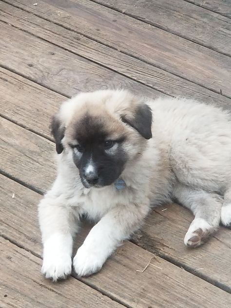 Anatolian Shepherd Puppies For Sale | Leitchfield, KY Anatolian Shepherd Puppy, Anatolian Shepherd Puppies, Kangal Dog, American Shepherd, Puppies For Sale Near Me, Livestock Guardian Dog, Anatolian Shepherd, Animal References, Family Dog