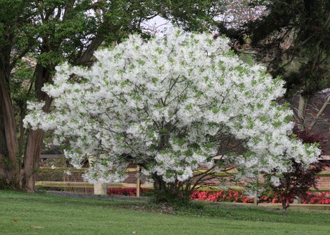 Fringe Tree, Organic Fruits And Vegetables, Live Tree, White Fringe, Garden Maintenance, Bonsai Trees, Photo Tree, Plant Nursery, Growing Tree