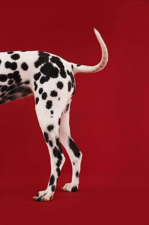 Dalmation Drawing, Band Branding, London Icons, Photoshoot Studio, Nyc Girl, Dalmatian Print, Dalmatian Dogs, Creative Images, Pop Design