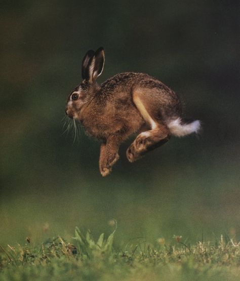 8 Likes, 2 Comments - The Bunny 101 (@the.bunny101) on Instagram: “🥕 🐇 🥕 🐇 🥕 🐇 🥕 🐇 🥕 🐇 🥕  #rabbit #rabbits #rabbit🐰 #rabbitsofinstagram #rabbitohs #rabbitsofig…” Jumping Hare, Wild Hare, Tattoo Nature, Animals Tattoo, Wild Rabbit, March Hare, Jack Rabbit, Pet Bunny, British Wildlife