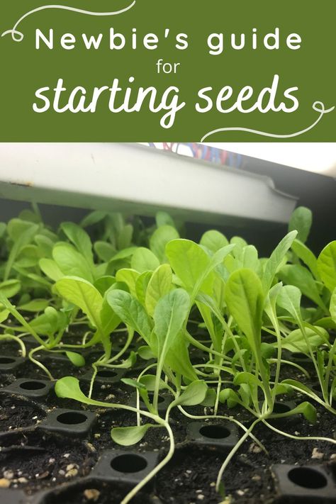 Garden Printables, Start Garden, Seed Spacing, Planting Seeds Indoors, Gardening Printables, Cold Frame Gardening, Beginner Gardening, Starting Seeds, List Of Vegetables