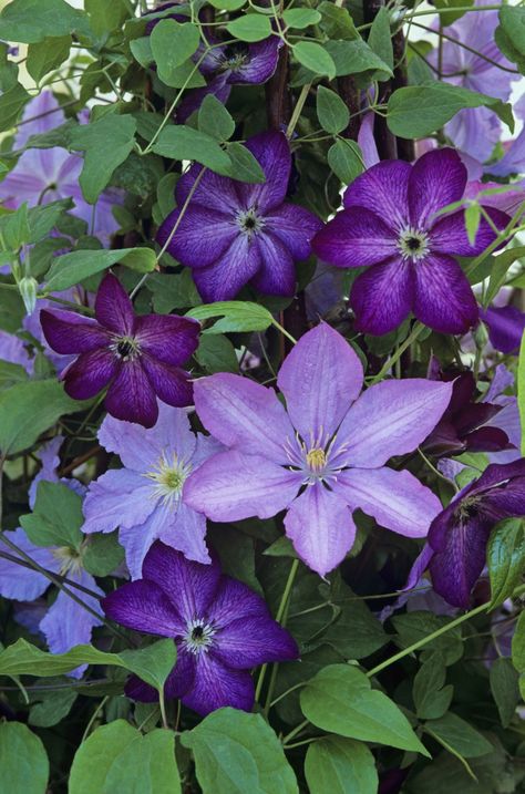 Scientific Names Of Flowers, Painted Milk Cans, Violet Garden, Autumn Clematis, Purple Clematis, Clematis Flower, Garden Flower Beds, Clematis Vine, Attention Seeking