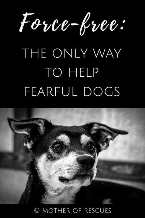 Bulldog Training, Dogs Rescue, Positive Dog Training, Reactive Dog, Easiest Dogs To Train, Dog Things, Foster Dog, German Shepards, Pet Ideas