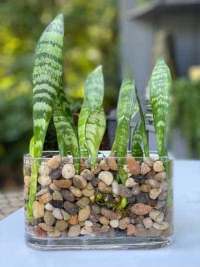 Snake Plants In Water, Water Plants Indoor, Plants Grown In Water, Tanaman Air, Tanaman Sukulen, Snake Plant Care, Houseplant Care, Snake Plants, Household Plants